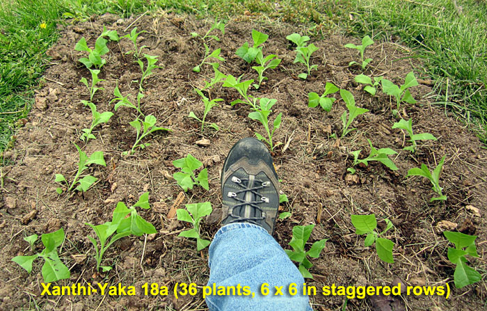 Garden20230427_6940_XanthiYaka18a_bed_700.jpg