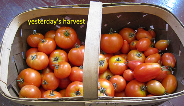 Garden20180828_3857_tomatoHarvest_600.jpg