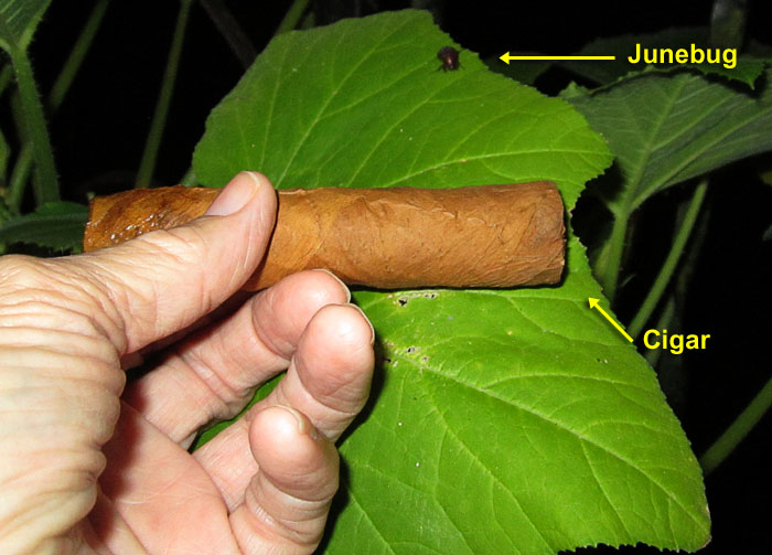 Garden20240724_7413_cigar_WLT2006CTshade_700.jpg