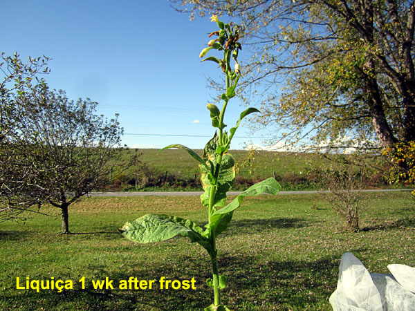 Garden20201023_5491_Liquica_1wkAfterFrost_600.jpg