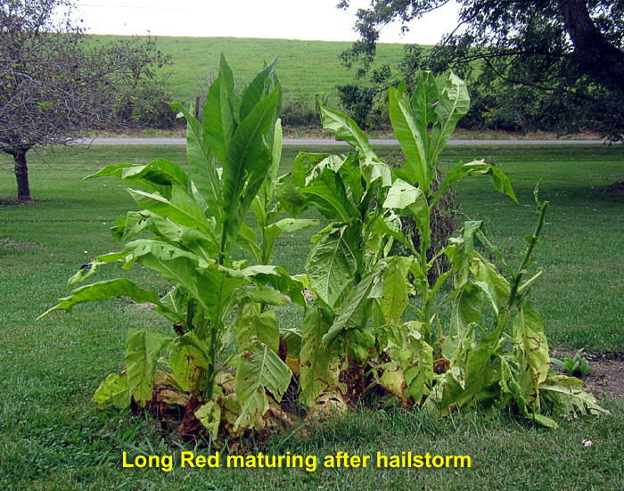 Garden20240913_7473_LongRed_maturingAfterHailstorm_700.jpg