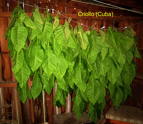 Garden20170801_2935_CriolloCuba_stalksInShed_600.jpg