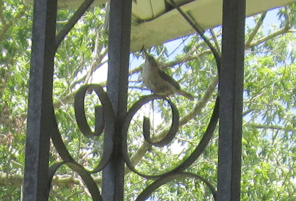 Garden20220701_6514_HouseWren_closeup_600.jpg