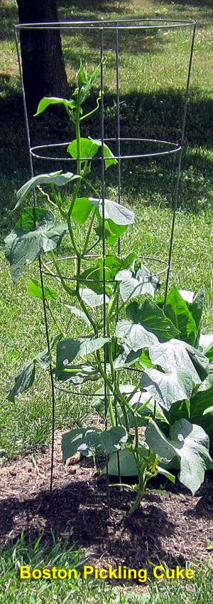 Garden20240629_7390_BostonPicklingCuke_300.jpg