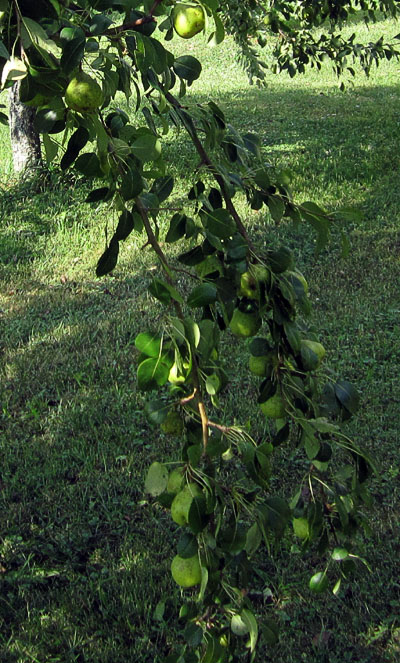 Garden20170724_2896_pear_droopingBranches_400.jpg