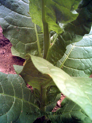 Garden_20110716B_03_XanthiYaka18A_leafDetail_300.jpg
