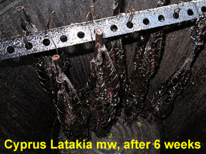 Latakia20140916_1557_hungStalks_after6weeks_300.jpg